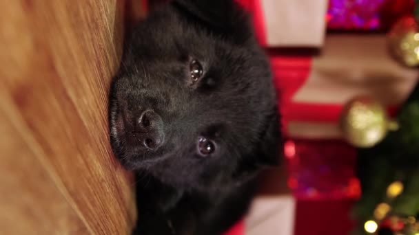 ソーシャルネットワークのための垂直ビデオドイツの羊飼いの子犬は床に横たわっており クリスマスの装飾を背景に寝ています スマートフォン用ビデオ — ストック動画
