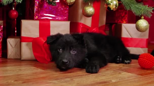 부드러운 카메라움직임 셰퍼드 강아지 크리스마스 트리와 선물들의 배경에 바닥에 — 비디오