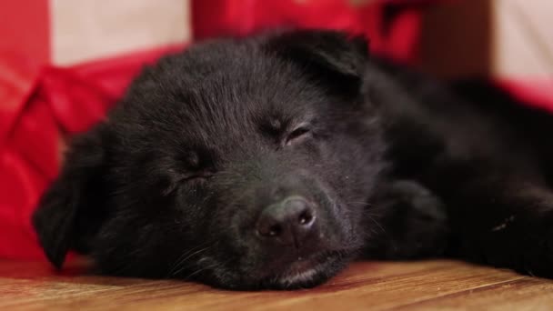 Porträt Eines Schäferhundes Der Neben Weihnachtsgeschenken Auf Dem Boden Liegt — Stockvideo