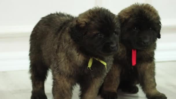 Movimiento Suave Cámara Enfoque Selectivo Pequeños Cachorros Leonberger Están Pie — Vídeo de stock