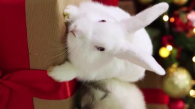 Vertical video, smooth camera movement, selective focus, a gray lop-eared rabbit and an albino white rabbit are sitting on a gift against the background of Christmas decorations. Video for social networks.