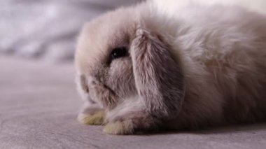 Close-up portrait of a gray lop-eared rabbit sitting on a sofa in the dark, smooth camera movement, selective focus.