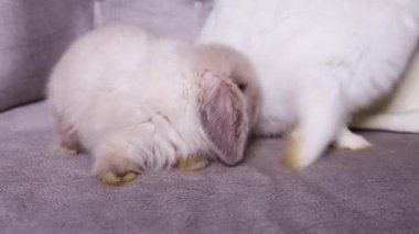 White rabbit and lop-eared rabbit walk on the sofa and look around, smooth camera movement, selective focus.