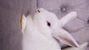 Vertical video, close-up portrait of a white albino rabbit sitting on a sofa, smooth camera movement, selective focus. video for social networks.