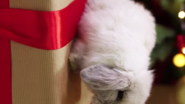 垂直ビデオ 滑らかなカメラの動き 選択的な焦点 灰色のループ耳のウサギは クリスマスの装飾の背景に贈り物に座っています ソーシャルネットワークのためのビデオ — ストック動画