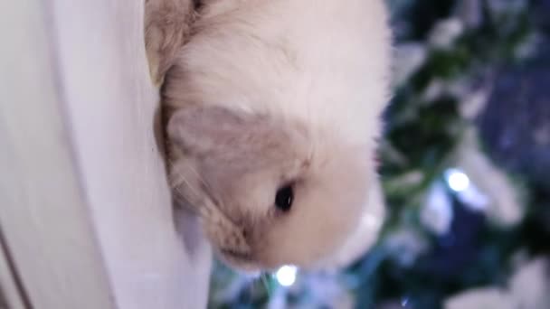 垂直ビデオ 滑らかなカメラの動き 選択的な焦点 灰色のループ耳のウサギがクリスマスツリーの背景に椅子に座っています ソーシャルネットワークのためのビデオ — ストック動画
