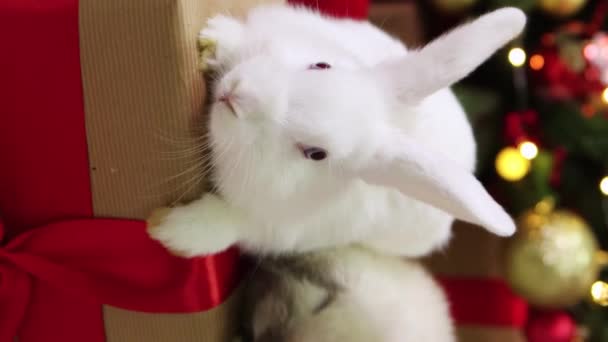 垂直ビデオ 滑らかなカメラの動き 選択的な焦点 灰色のループ耳のウサギとアルビノの白いウサギは クリスマスの装飾を背景に贈り物に座っています ソーシャルネットワークのためのビデオ — ストック動画