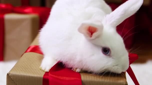 Smooth Camera Movement Selective Focus White Albino Rabbit Sits Gift — Video