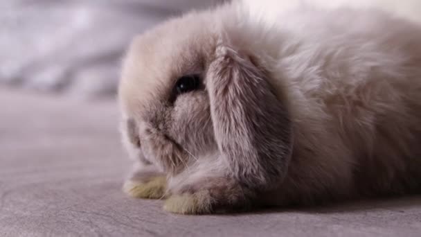Close Portrait Gray Lop Eared Rabbit Sitting Sofa Dark Smooth — Stock video