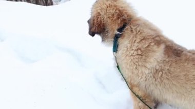 Leonberger cinsinin büyük yavruları kış parkında karda koşar. Pürüzsüz kamera hareketi, seçici odak.