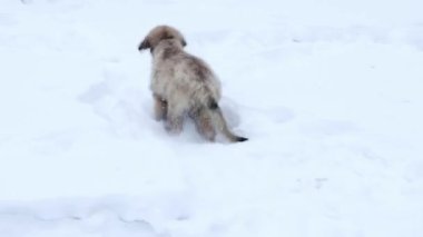 Pürüzsüz kamera hareketi, seçici odaklanma, Leonberger köpek yavrusu kış parkında karda koşuyor..