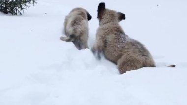 Large puppies of the Leonberger breed run through the snow in a winter park. Smooth camera movement, selective focus.