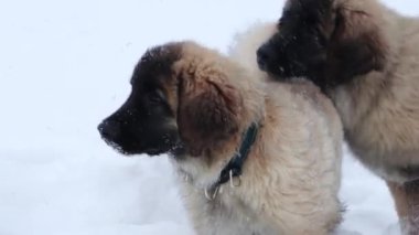 Large puppies of the Leonberger breed run through the snow in a winter park. Smooth camera movement, selective focus.