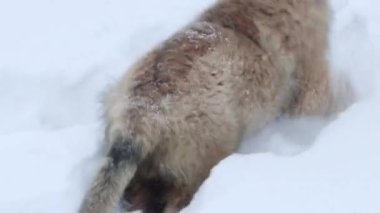 Large puppies of the Leonberger breed run through the snow in a winter park. Smooth camera movement, selective focus.