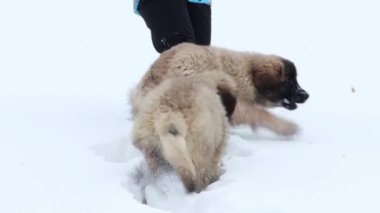 Leonberger cinsinin büyük yavruları kış parkında karda koşar. Pürüzsüz kamera hareketi, seçici odak.