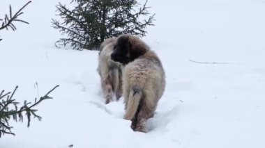 Leonberger yavruları kış parkında yürüyüşe çıktılar..