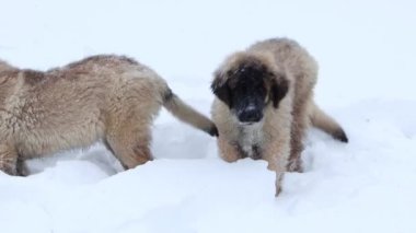 Leonberger puppies on a walk in the winter park.