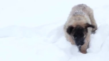 Pürüzsüz kamera hareketi, seçici odaklanma, Leonberger köpek yavrusu kış parkında karda koşuyor..