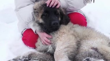 Kış parkında bir leonberger yavrusunu kaşıyan ve okşayan ellerin yakın çekimi..