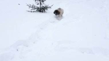 Pürüzsüz kamera hareketi, seçici odaklanma, Leonberger köpek yavrusu kış parkında karda koşuyor..