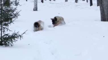 Leonberger cinsinin büyük yavruları kış parkında karda koşar. Pürüzsüz kamera hareketi, seçici odak.