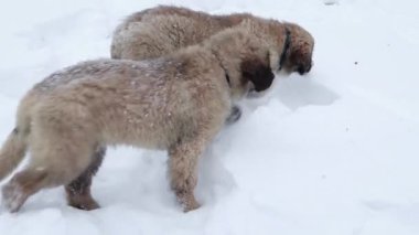 Leonberger yavruları kış parkında yürüyüşe çıktılar..