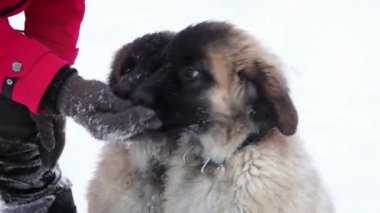 Close-up portrait of two Leonberger puppies on the background of a winter park, the hand gives food to the dogs.