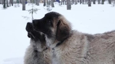 Leonberger puppies on a walk in the winter park.