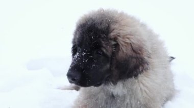 Leonberger puppy on a background of snow in a winter park. Dog for a walk.