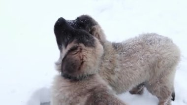 Bir kış parkının arka planında iki Leonberger yavrusunun yakın plan portresi, el köpeklere yiyecek verir..