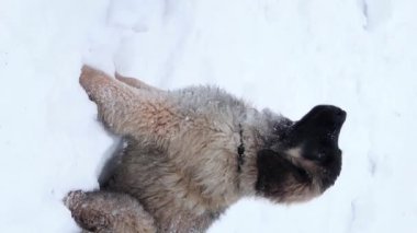 Vertical video, a hand gives a treat to a puppy of the Leonberger breed, against the backdrop of a winter park.