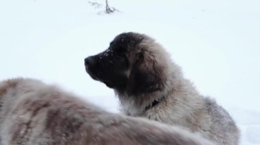 Leonberger puppy on a background of snow in a winter park. Dog for a walk.