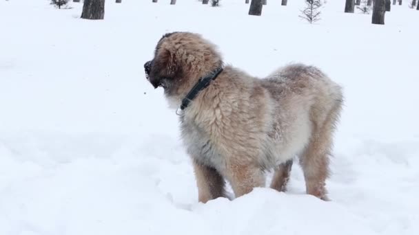 Leonberger Puppy Background Snow Winter Park Dog Walk — Stockvideo