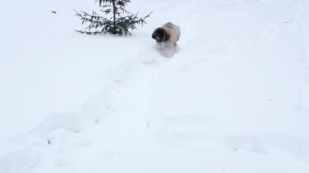 スムーズなカメラの動き 選択的な焦点 レオンベルガー子犬は冬の公園で雪の中を走ります — ストック動画