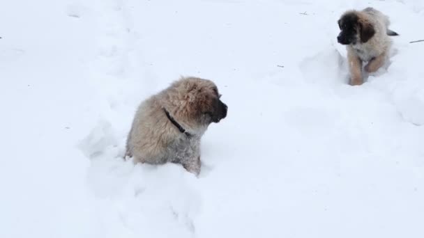 Leonberger小狗在冬季公园散步 — 图库视频影像