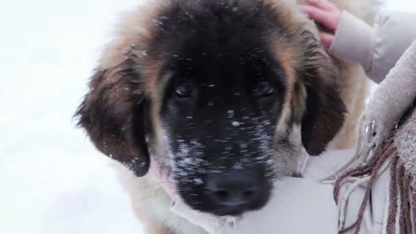 Primer Plano Las Manos Arañando Acariciando Cachorro Leonberger Parque Invierno — Vídeo de stock