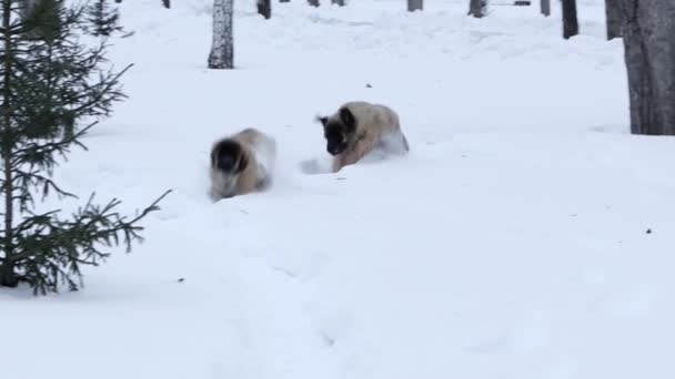 狮子座的大小狗在冬天的公园里在雪中奔跑 相机运动平稳 有选择的焦点 — 图库视频影像