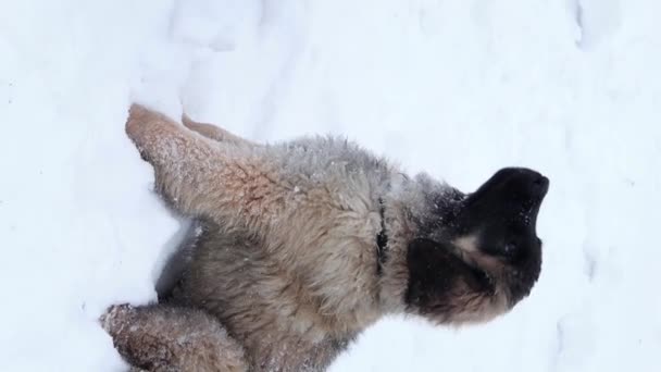 실제적 공원의 배경에 레오넬 베르거의 강아지에게 음식을 — 비디오