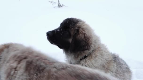 Leonberger在一个冬季公园的雪地里养了一只小狗狗狗出去散散步 — 图库视频影像