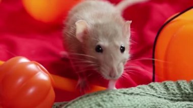 A white Dumbo rat crawls among pumpkins and Halloween decorations.