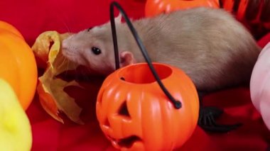 A white Dumbo rat crawls among pumpkins and Halloween decorations.