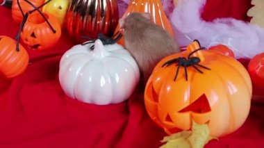 A white Dumbo rat crawls among pumpkins and Halloween decorations.