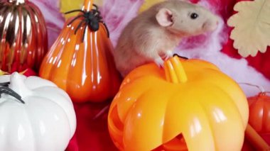 A white Dumbo rat crawls among pumpkins and Halloween decorations.