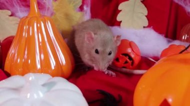Smooth camera movement, close-up of a white Dumbo rat sitting and washes against the backdrop of Halloween decorations, pumpkins, pumpkin lantern and toys.