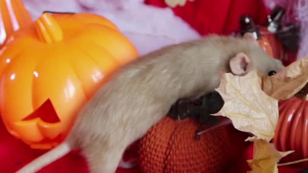 一只小白鼠在南瓜和万圣节装饰品之间爬行 — 图库视频影像