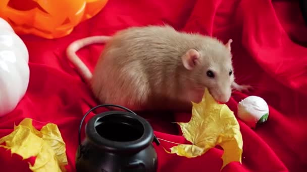 White Dumbo Rat Crawls Pumpkins Halloween Decorations — Vídeo de stock