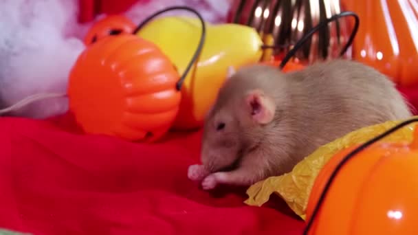 Smooth Camera Movement Close White Dumbo Rat Sitting Washes Backdrop — Vídeo de Stock