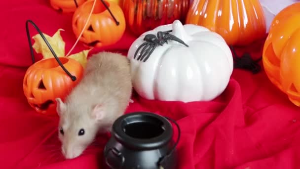 White Dumbo Rat Crawls Pumpkins Halloween Decorations — Vídeo de stock