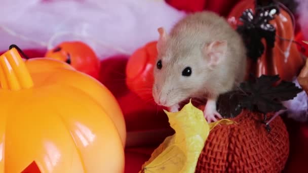 White Dumbo Rat Crawls Pumpkins Halloween Decorations — ストック動画