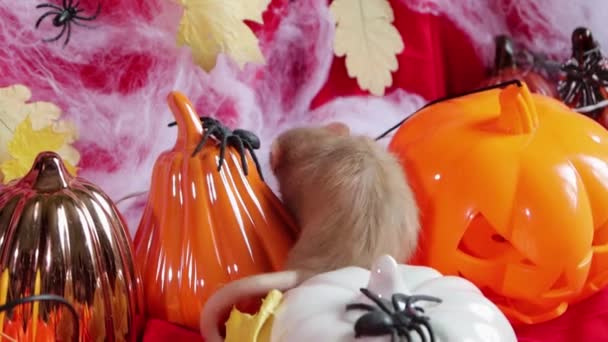 White Dumbo Rat Crawls Pumpkins Halloween Decorations — Stock Video